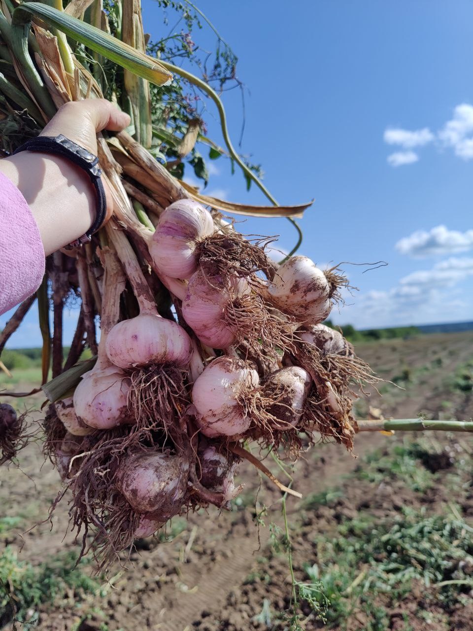 Урожай чеснока 2025: рекордные показатели и новые тренды